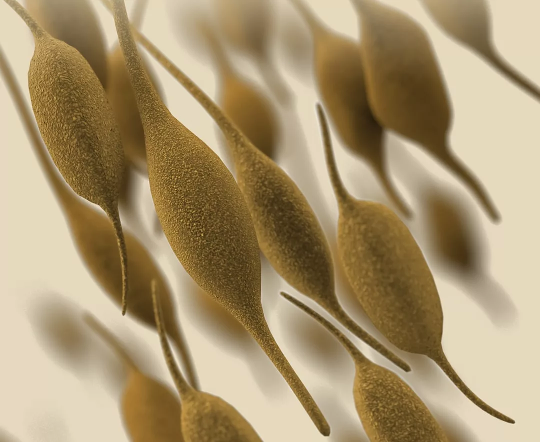 Close-up illustration of microscopic brown Giardia parasites with elongated, oval bodies and tails, viewed against a light background—a glimpse into the hidden world that contrasts sharply with the polished surface of luxury lifestyle.