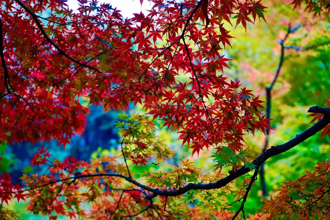 Branches with red and green maple leaves in sharp focus, set against a brightly colored, blurred background of yellow and blue foliage—a stunning Glamesia lifestyle scene.