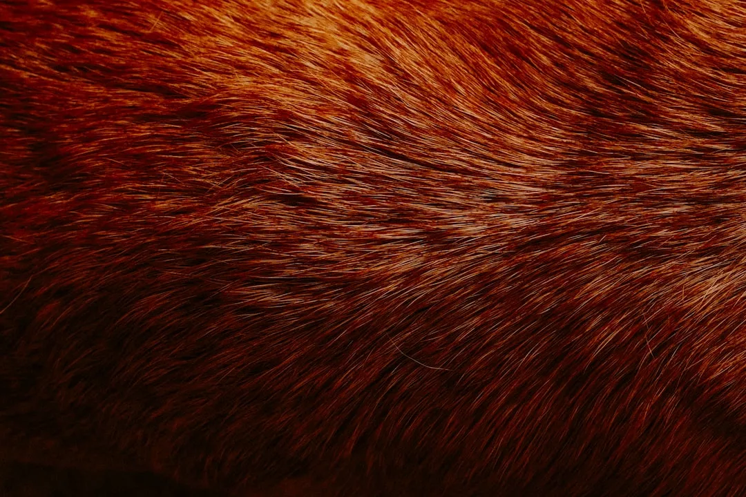 Close-up view of reddish-brown animal fur with visible individual hairs and subtle variations in color and texture, reflecting a touch of Glamesia elegance for fashion or lifestyle inspiration.