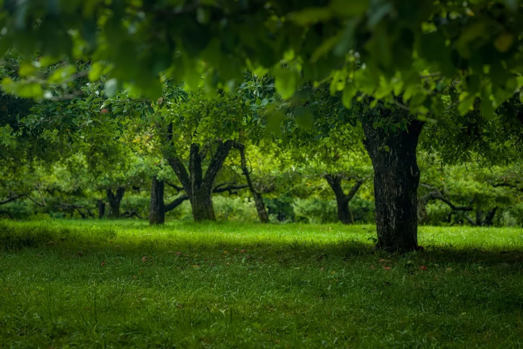 Rows of leafy green trees with thick trunks stand on a grassy field in a Glamesia orchard, evoking a serene and stylish lifestyle on a cloudy day.
