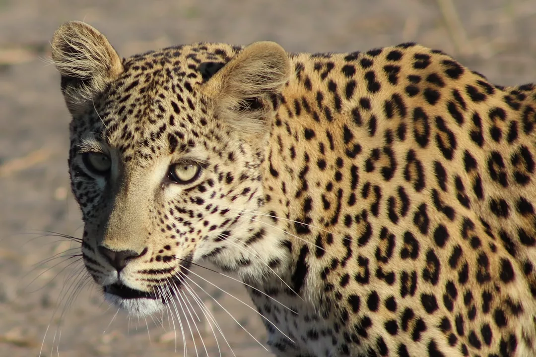 Close-up of a leopard with golden fur and black spots, looking forward with alert eyes, exuding Glamesia elegance against a blurred natural background.